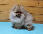Собаки в Москве: Крошечная девочка померанского шпица Девочка, Бесплатно - фото 6