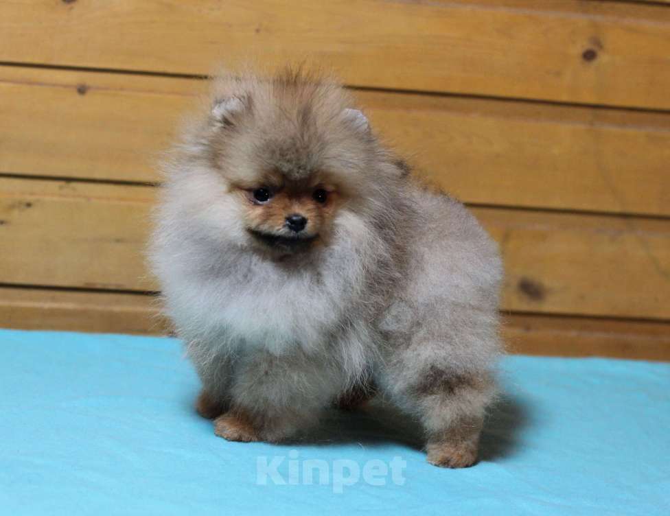 Собаки в Москве: Крошечная девочка померанского шпица Девочка, Бесплатно - фото 6