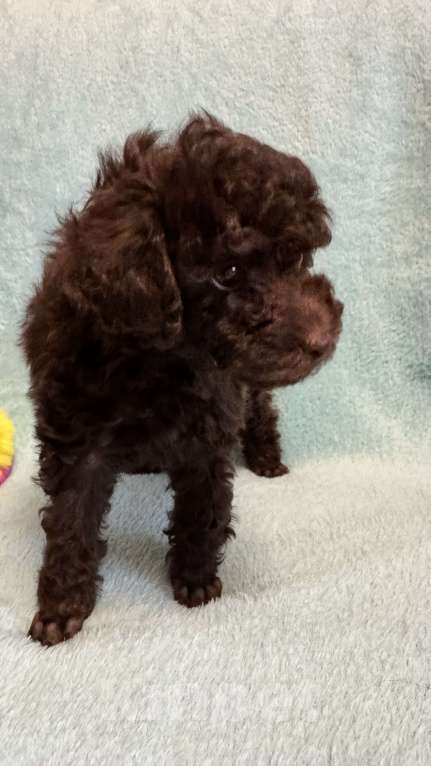 Собаки в Москве: Пудель той/ миниатюра Мальчик, Бесплатно - фото 3