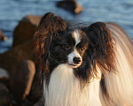 Собаки в Санкт-Петербурге: Щенки папийона Девочка, Бесплатно - фото 1