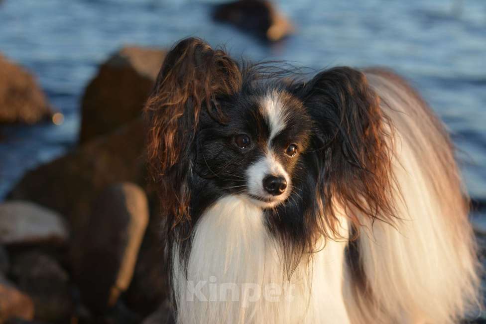 Собаки в Санкт-Петербурге: Щенки папийона Девочка, Бесплатно - фото 1