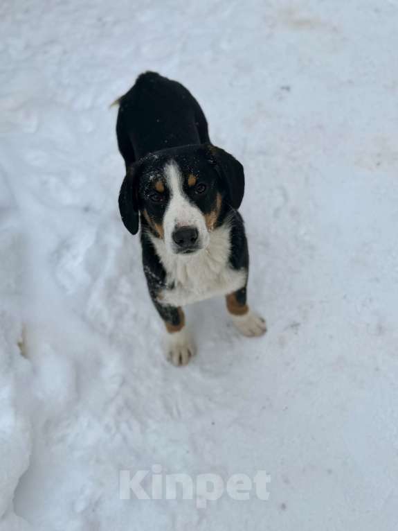 Собаки в Москве: Энтлебухер супер друг Мальчик, 30 000 руб. - фото 4