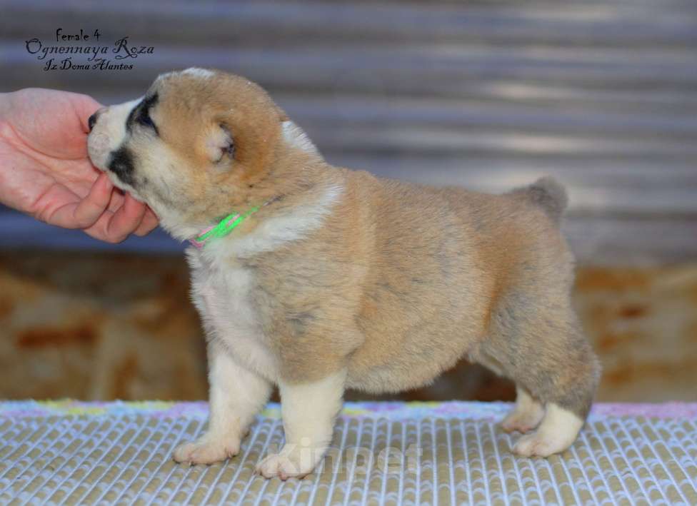 Собаки в Саратове: Щенок САО Девочка, Бесплатно - фото 2