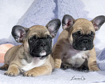 Собаки в Химках: Щенки французского бульдог РКФ Мальчик, Бесплатно - фото 3