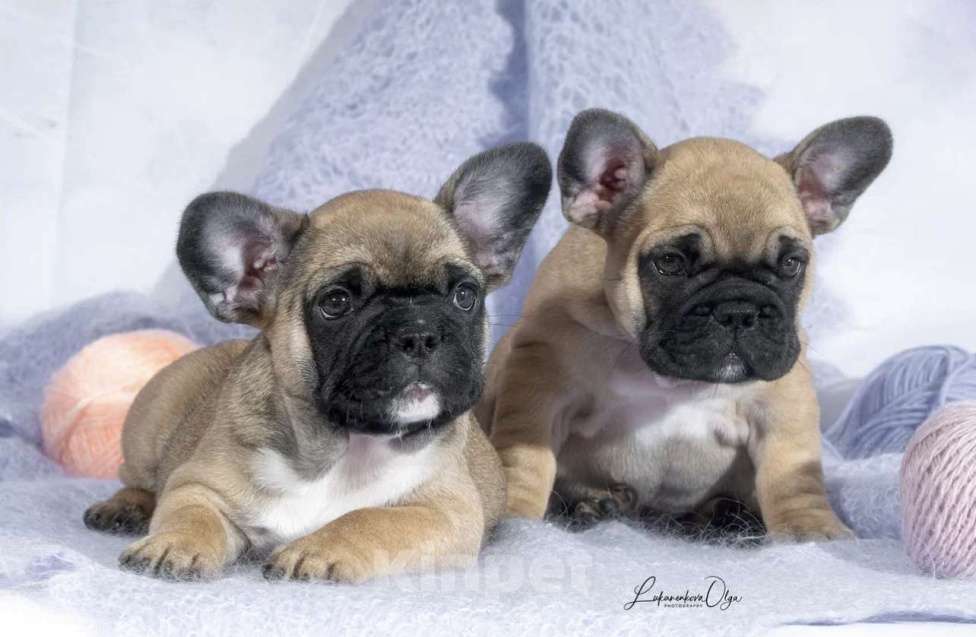 Собаки в Химках: Щенки французского бульдог РКФ Мальчик, Бесплатно - фото 3