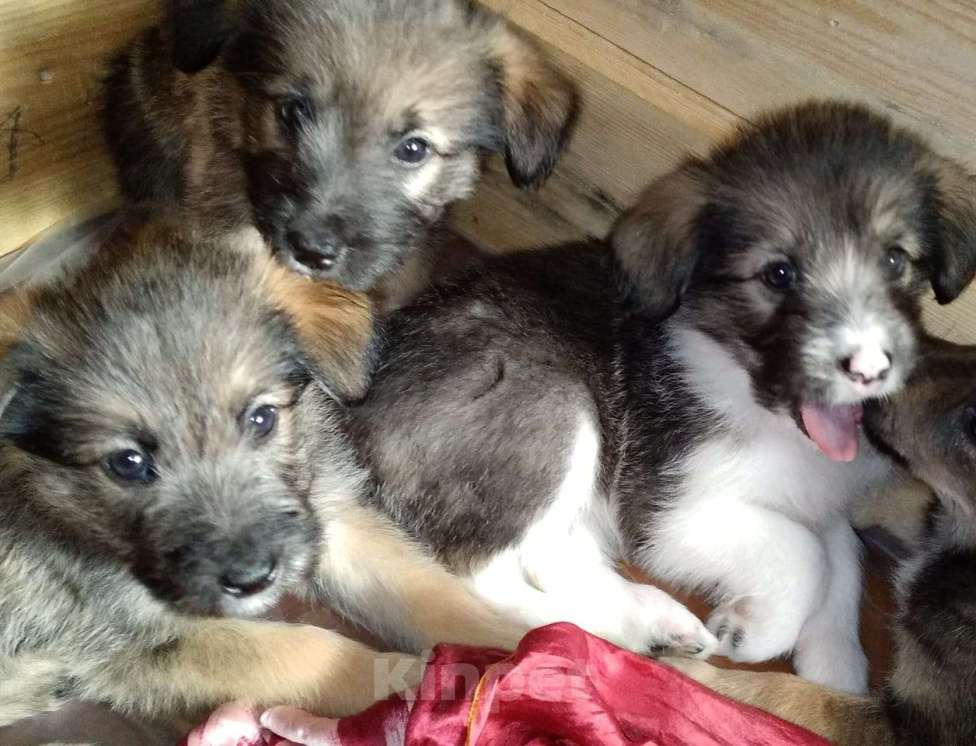 Собаки в Владимире: Щенок в добрые руки Девочка, Бесплатно - фото 4