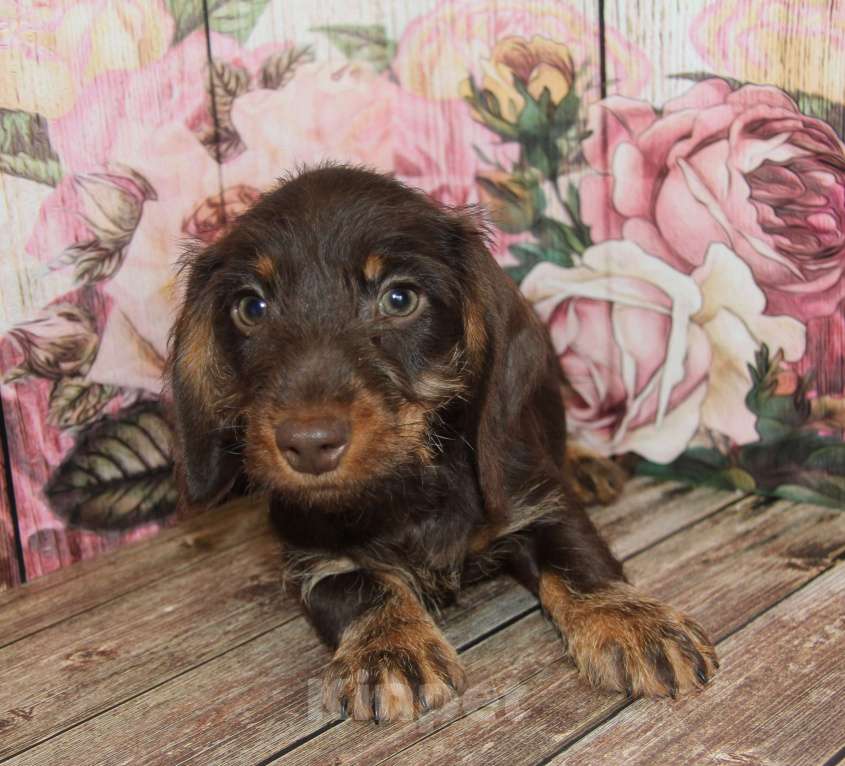 Собаки в Москве: Жесткошерстная такса Мальчик, 45 000 руб. - фото 2