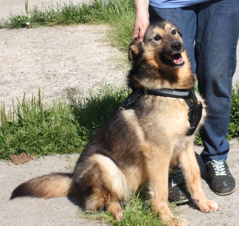 Собаки в Москве: Дружелюбный, доверчивый Тимоша в поисках своей семьи и дома Мальчик, Бесплатно - фото 2