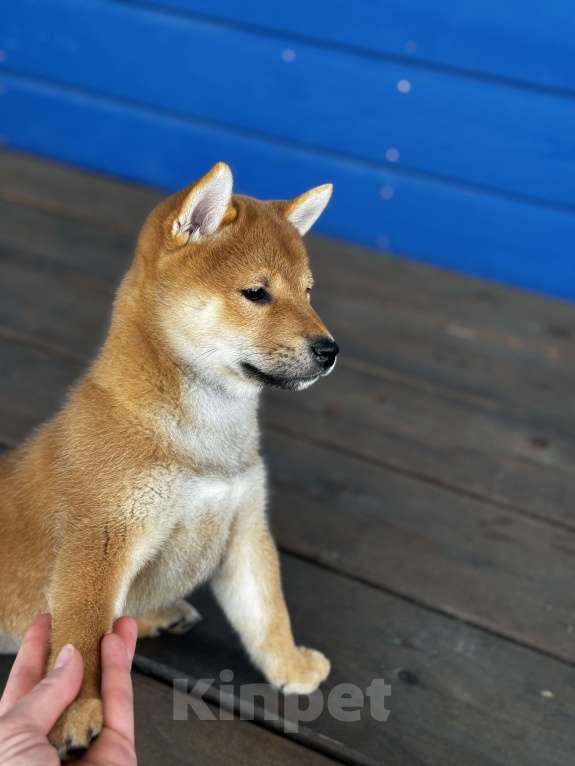 Собаки в Москве: Сладкая девочка Ринкайо Девочка, 80 000 руб. - фото 2
