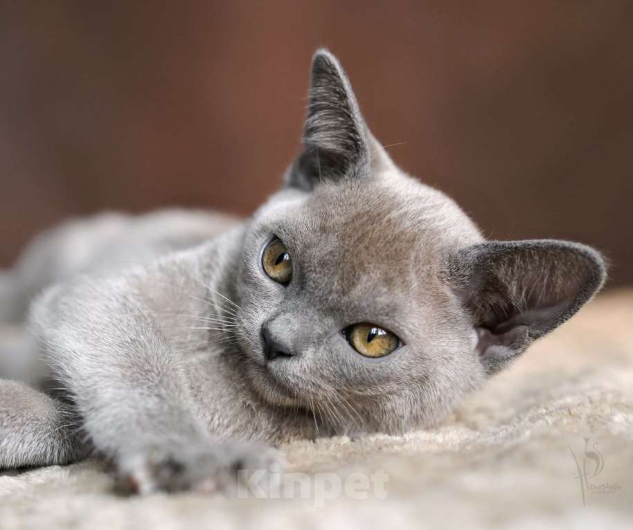 Кошки в Нижнем Новгороде: Европейская Бурма голубая Девочка Девочка, 80 000 руб. - фото 4