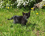 Кошки в Спасе-Клепике: Котенок в добрые руки  Девочка, Бесплатно - фото 1