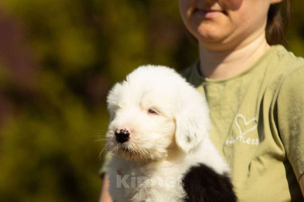 Собаки в других городах Московской области: Щенок бобтейла / староанглийской овчарки Мальчик, 100 000 руб. - фото 5