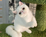 Кошки в Москве: Экзотические котята Мальчик, 12 000 руб. - фото 2