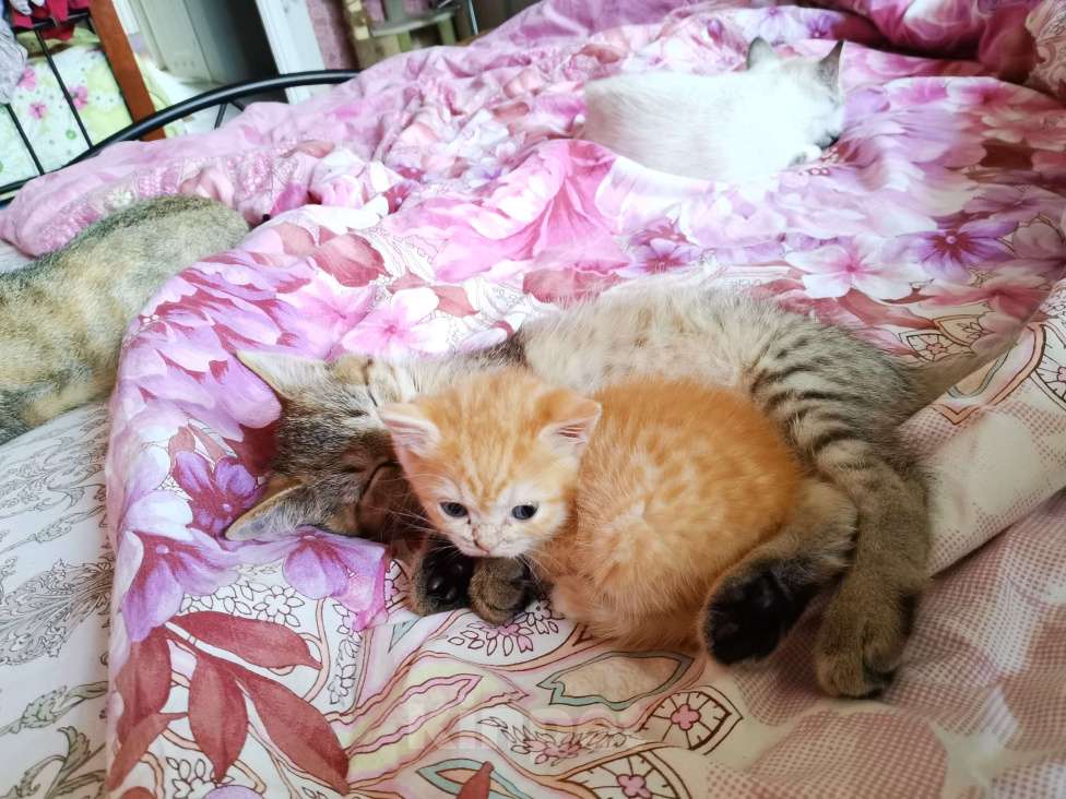 Кошки в Мытищах: Британская породы  Девочка, 15 000 руб. - фото 2