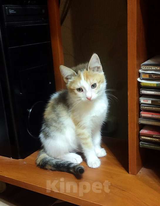 Кошки в Москве: Очаровательный котенок-девочка, 2 месяца Девочка, 1 000 руб. - фото 2