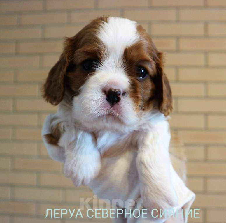 Собаки в Череповце: Щенок Кавалер Кинг Чарльз Спаниеля/ККЧС Девочка, 80 000 руб. - фото 2