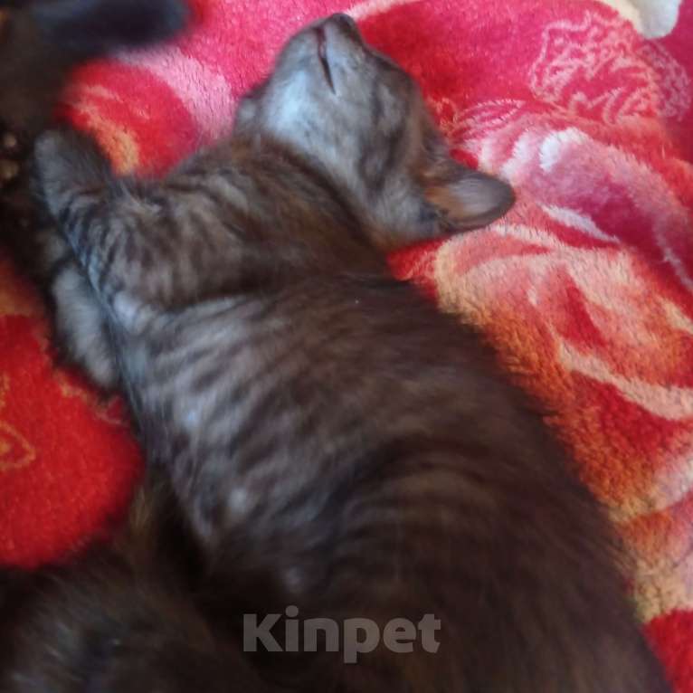 Кошки в Екатеринбурге: Котенок дымчатого цвета Девочка, 100 руб. - фото 3