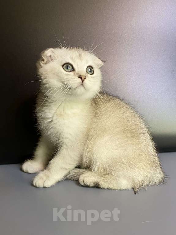 Кошки в Москве: Милаши Мальчик, 35 000 руб. - фото 6