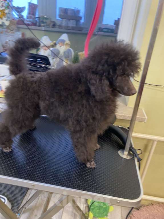 Собаки в Москве: Щенки пуделя Мальчик, Бесплатно - фото 4