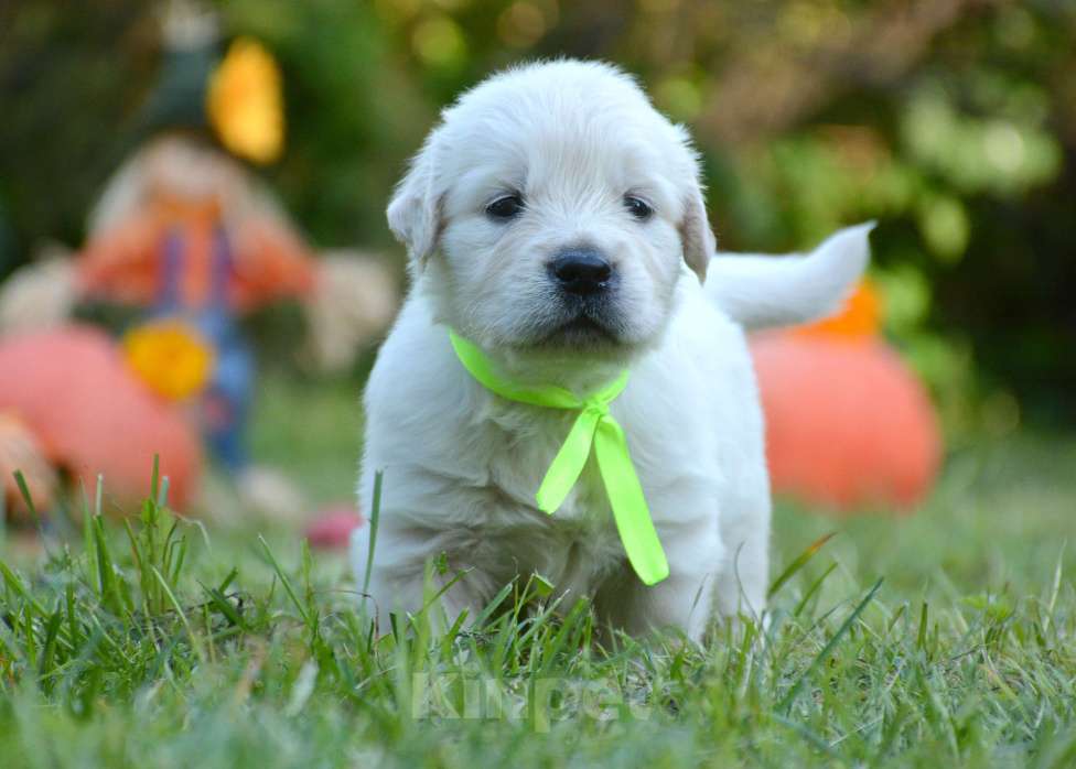 Собаки в Москве: Щенки золотистого ретривера. Мальчик, Бесплатно - фото 3