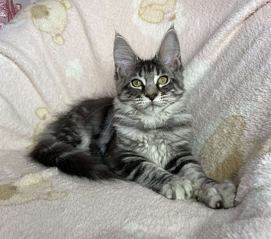 Черная серебристая мраморная девочка мейн кун Zaura