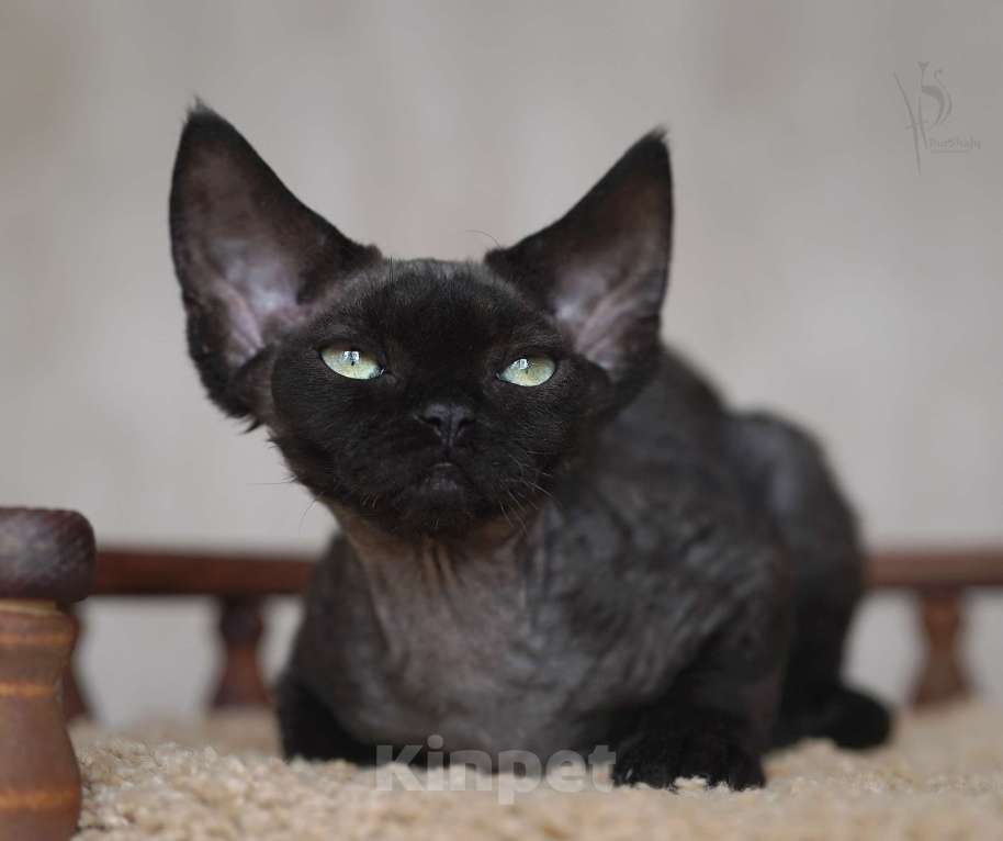 Кошки в Москве: Девон-рекс черная девочка Девочка, 90 000 руб. - фото 4