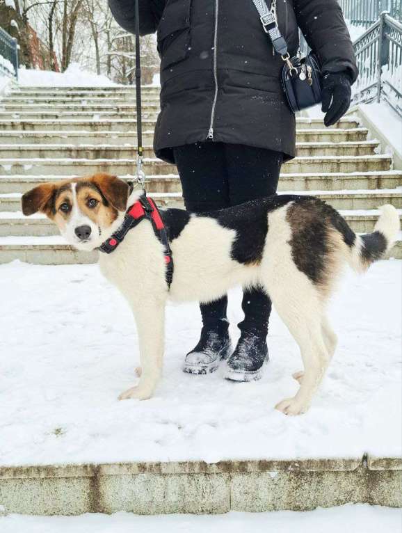Собаки в Москве: Трехцветный щенок в добрые руки Девочка, Бесплатно - фото 1
