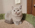 Кошки в Санкт-Петербурге: Прелестная британская малышка Девочка, 25 000 руб. - фото 1