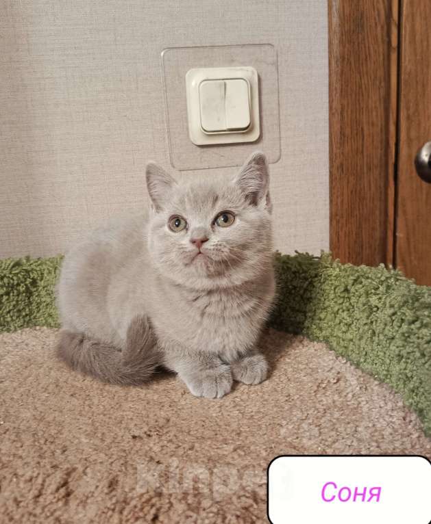 Кошки в Санкт-Петербурге: Прелестная британская малышка Девочка, 25 000 руб. - фото 1