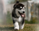 Собаки в Гатчине: Черно - белая девочка аляскинского маламут  Девочка, 50 000 руб. - фото 1