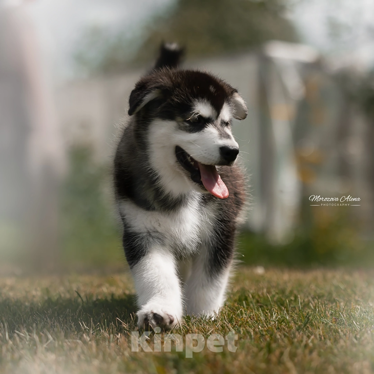 Собаки в Гатчине: Черно - белая девочка аляскинского маламут  Девочка, 50 000 руб. - фото 1