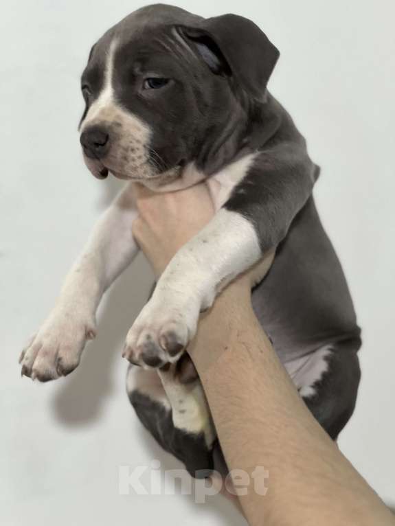 Собаки в Москве: Девочка 2 Девочка, 50 000 руб. - фото 3