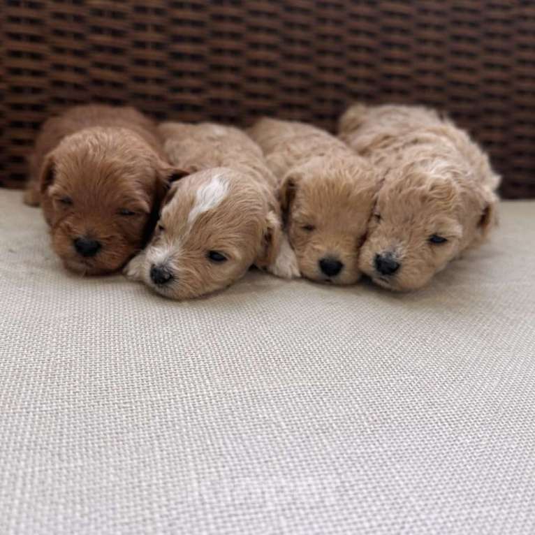 Собаки в Брянске: Мальтипу щенки Девочка, 100 000 руб. - фото 1