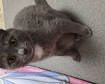 Кошки в Набережных Челнах: Отдам в добрые руки  кота  Мальчик, 1 руб. - фото 4