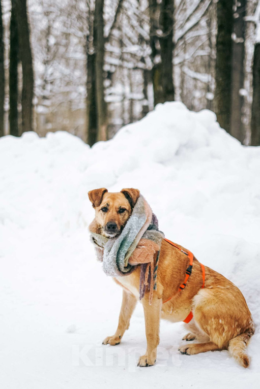 Собаки в Москве: Лесси ищет дом Девочка, Бесплатно - фото 6