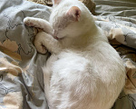Кошки в Тольятти: Отдам в очень добрые руки  Мальчик, Бесплатно - фото 2