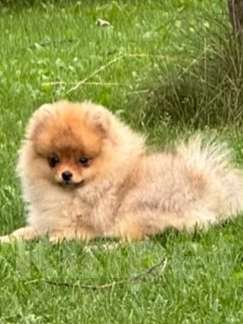 Собаки в Тюмени: Шпиц померанский Мальчик, 40 000 руб. - фото 3