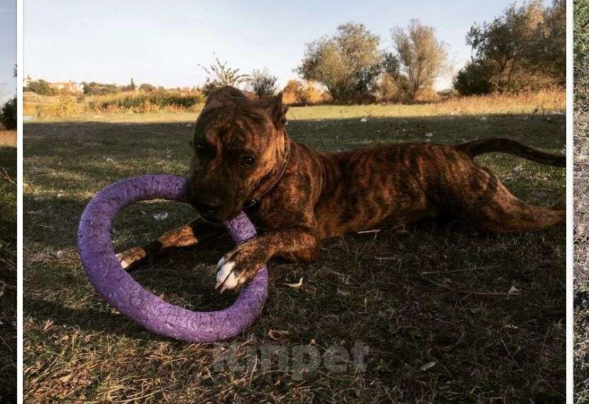 Собаки в Батайске: Стаффорд в добрые руки  Мальчик, Бесплатно - фото 3