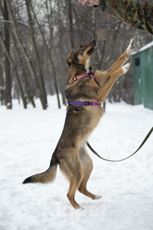 Собаки в Москве: Ласковая доверчивая Френни в поисках дома Девочка, Бесплатно - фото 5