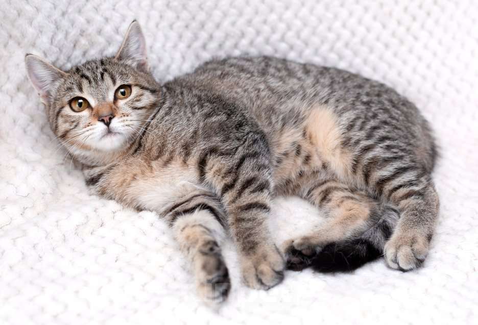 Кошки в Москве: Полосатый котенок-подросток Марфушенька-душенька в дар Девочка, 1 руб. - фото 2