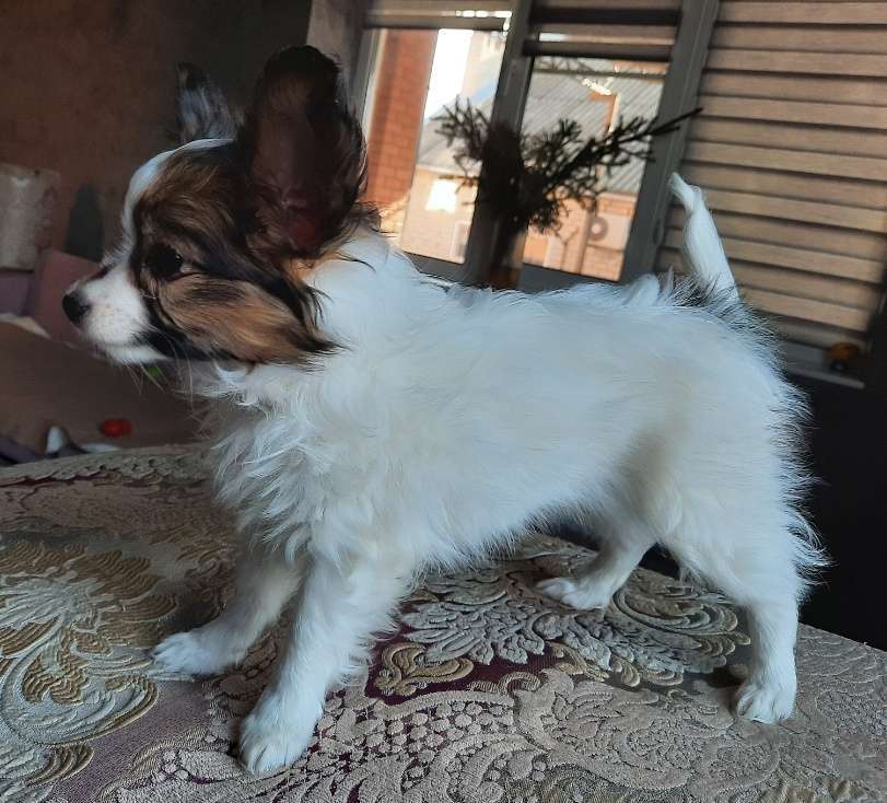 Собаки в Новокубанске: Щенок Папийона Девочка, 35 000 руб. - фото 3