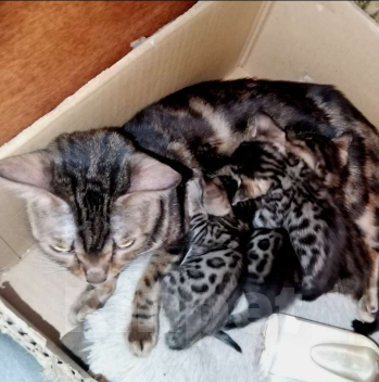 Кошки в Самаре: Бенгальские котята 2 мальчика и 2 девочки Девочка, 10 000 руб. - фото 1