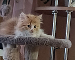 Кошки в Курчатове: Обьявление Мальчик, Бесплатно - фото 1