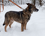 Собаки в Санкт-Петербурге: Песик Гоша в добрые руки Мальчик, Бесплатно - фото 5