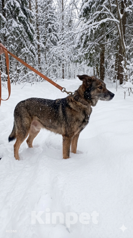 Собаки в Санкт-Петербурге: Песик Гоша в добрые руки Мальчик, Бесплатно - фото 5