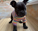 Собаки в Новочебоксарске: Французский бульдог, щенок Фрэнк Мальчик, 100 000 руб. - фото 1