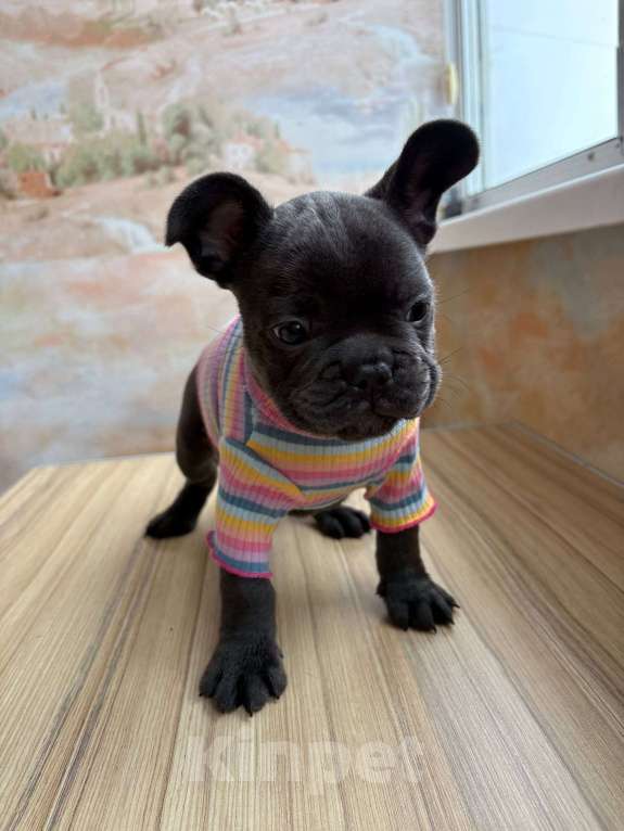 Собаки в Новочебоксарске: Французский бульдог, щенок Фрэнк Мальчик, 100 000 руб. - фото 1