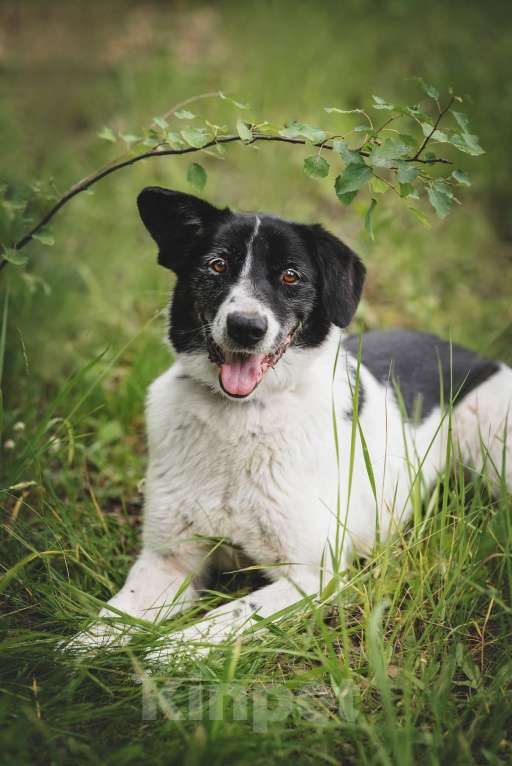 Собаки в Москве: Статный красавец без породы в добрый руки! Мальчик, Бесплатно - фото 7