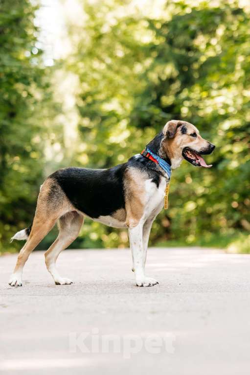 Собаки в Москве: Хонда , это собака с характером «Праздник вопреки»  Девочка, Бесплатно - фото 4