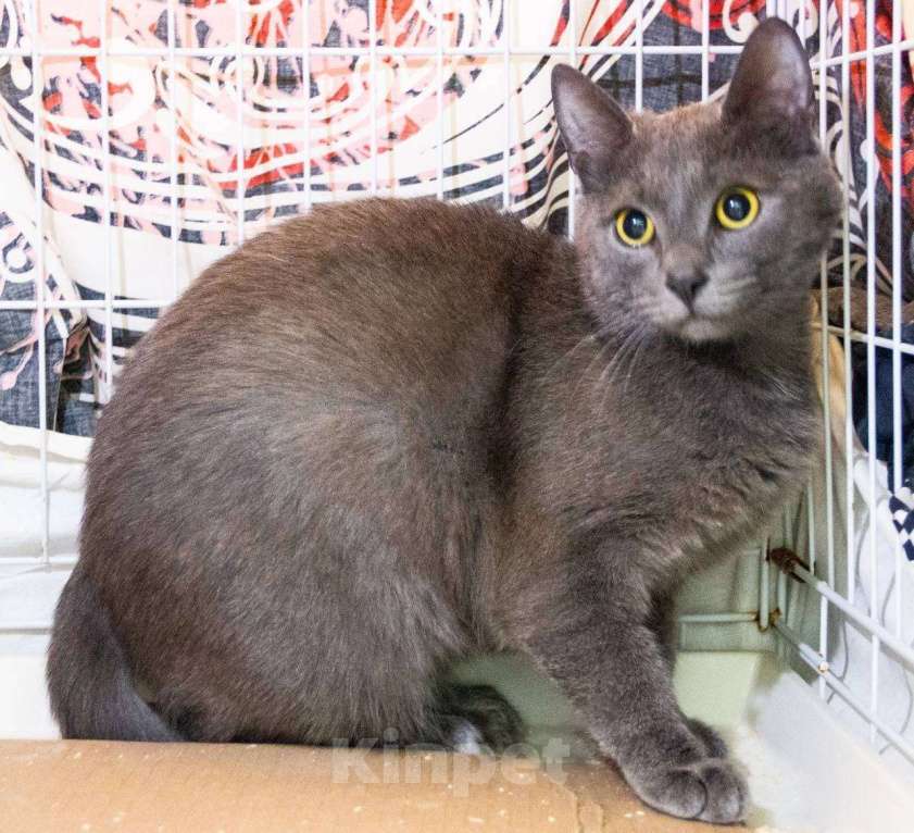 Кошки в Королеве: Русская голубая метис. В добрые руки Мальчик, Бесплатно - фото 4